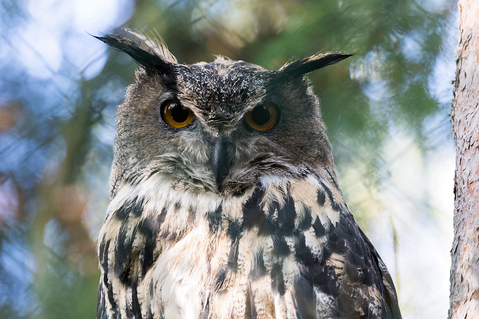 Eagle owl - Ranua Resort