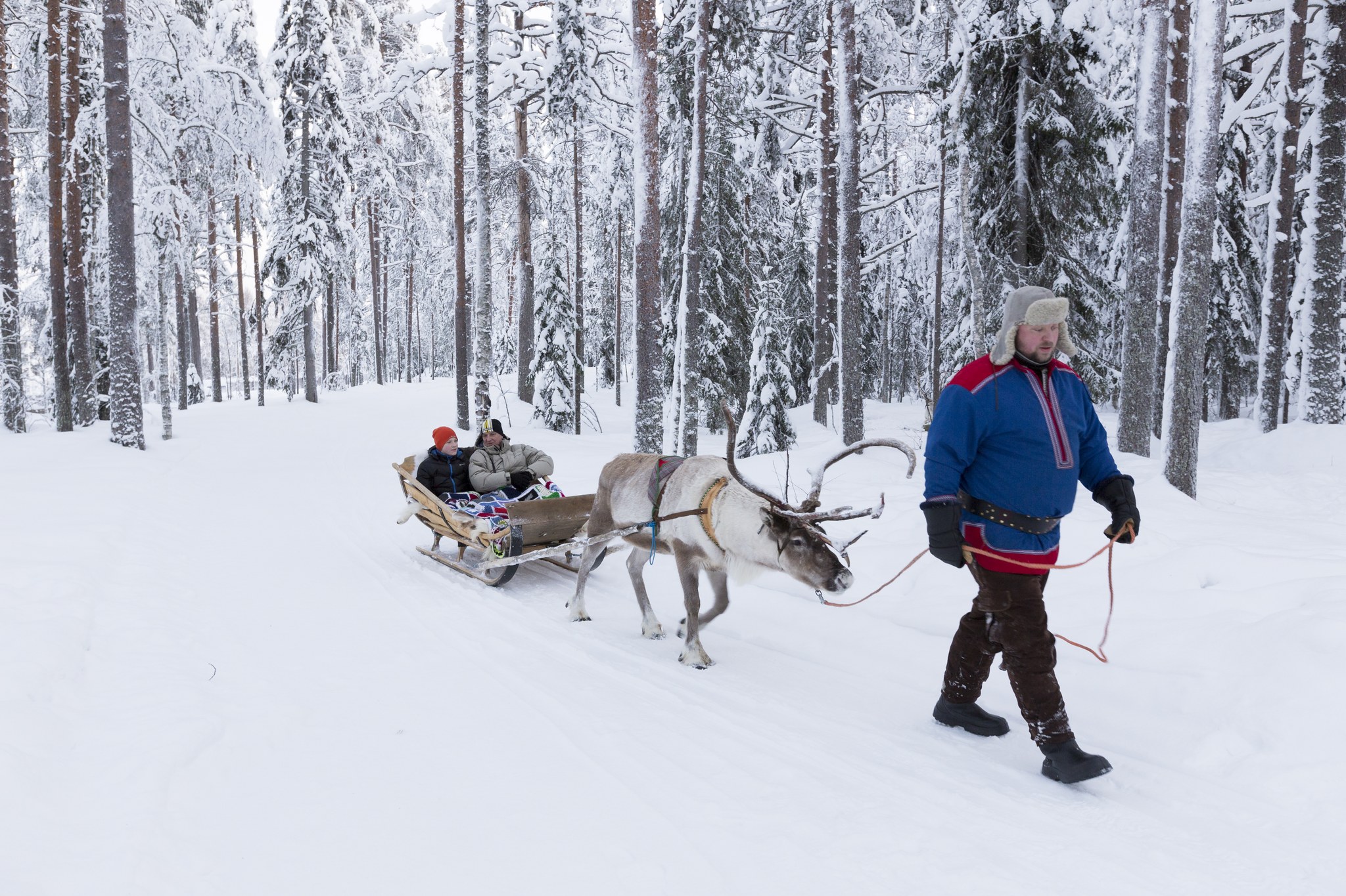 Reindeer safaris - Ranua Resort