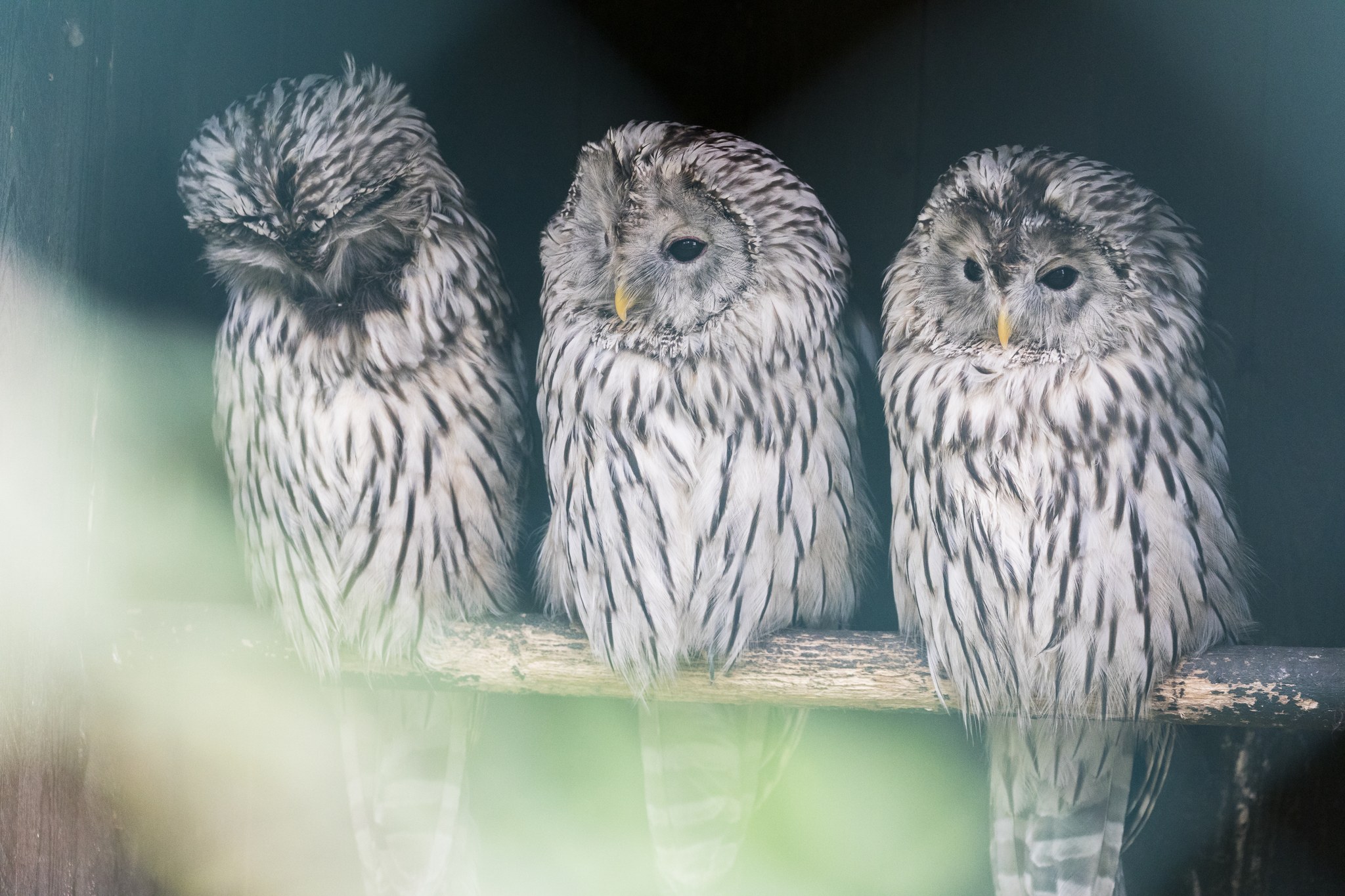 ural-owl-ranua-resort