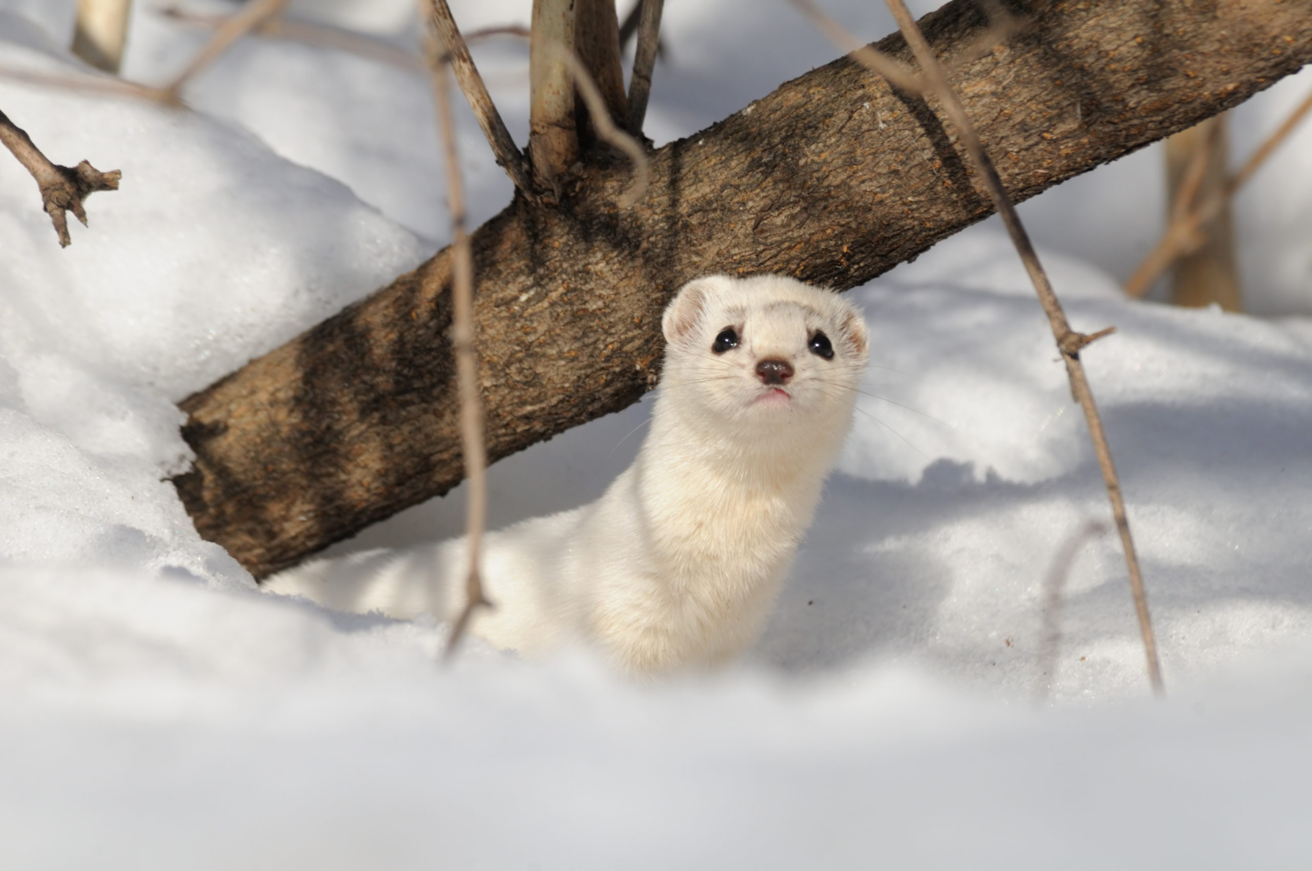 Snow sales ferret white