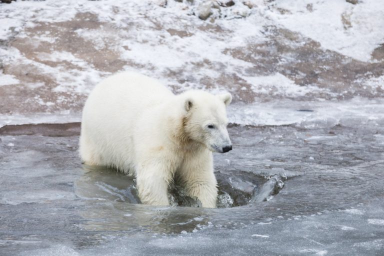 Meet the Polar Bear Experience at Ranua Wildlife Park - Klook India