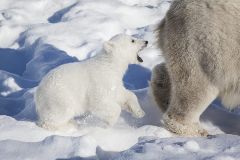 Meet the Polar Bear Experience at Ranua Wildlife Park - Klook India