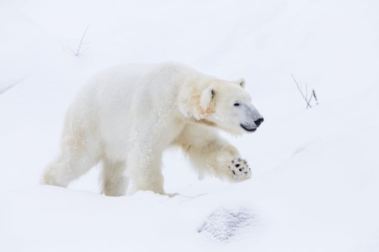 Meet the Polar Bear Experience at Ranua Wildlife Park - Klook India