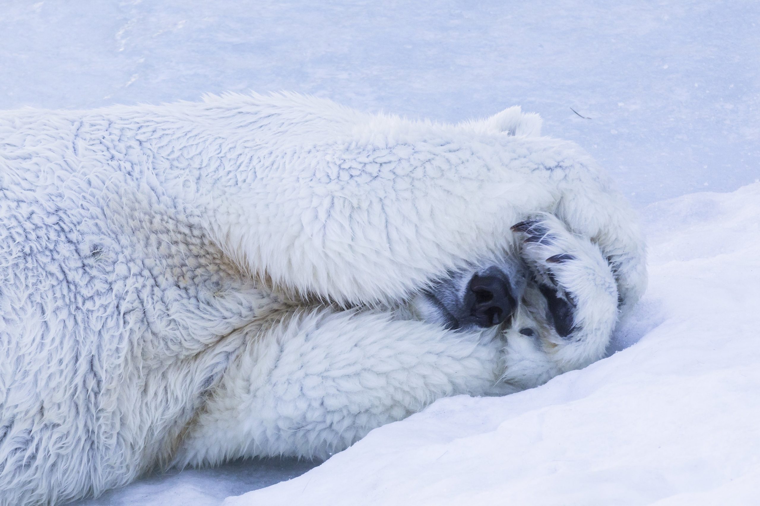 Polar bear - Ranua Resort