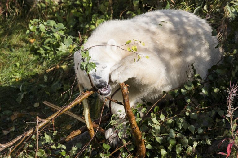 Meet the Polar Bear Experience at Ranua Wildlife Park - Klook India