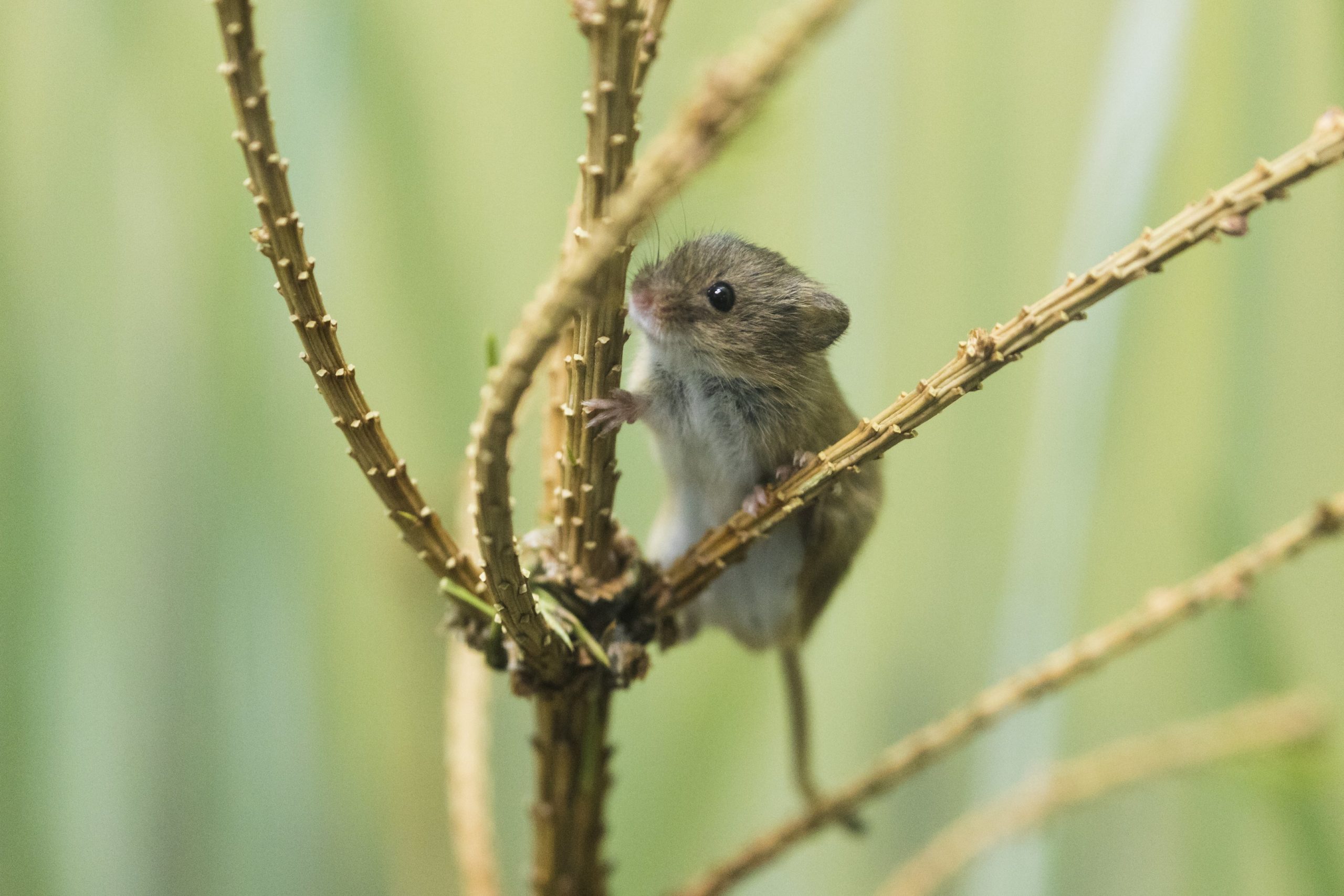 Eurasian harvest store mouse