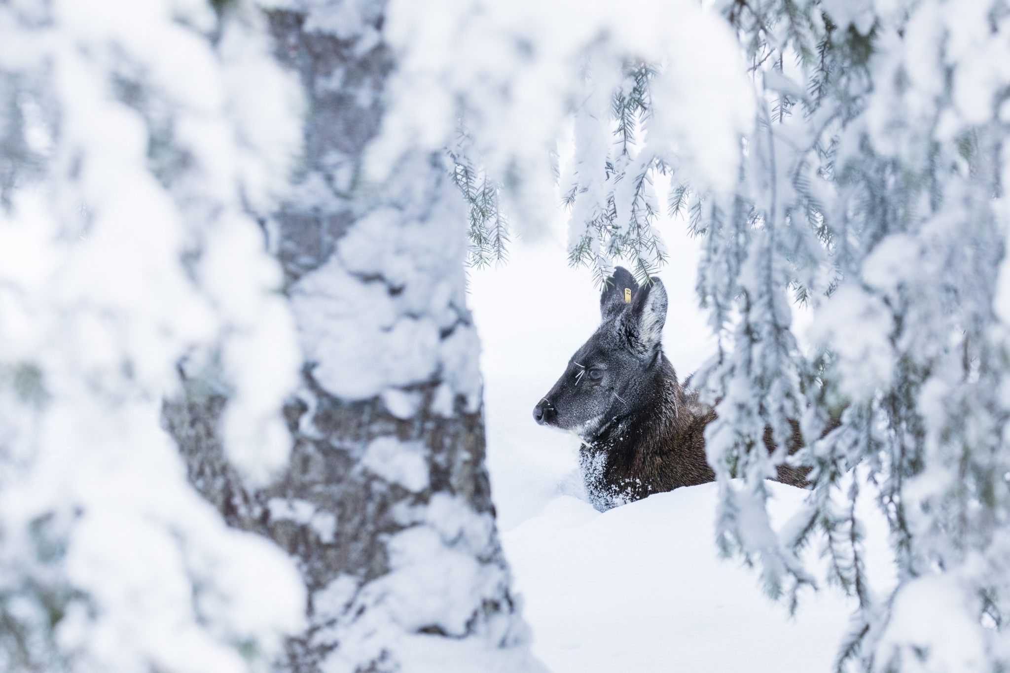 Siberian musk deer - Ranua Resort