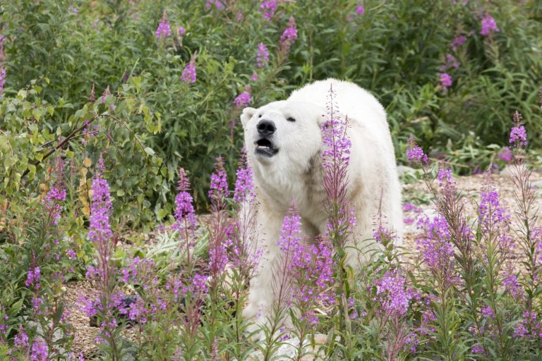 Meet the Polar Bear Experience at Ranua Wildlife Park - Klook India