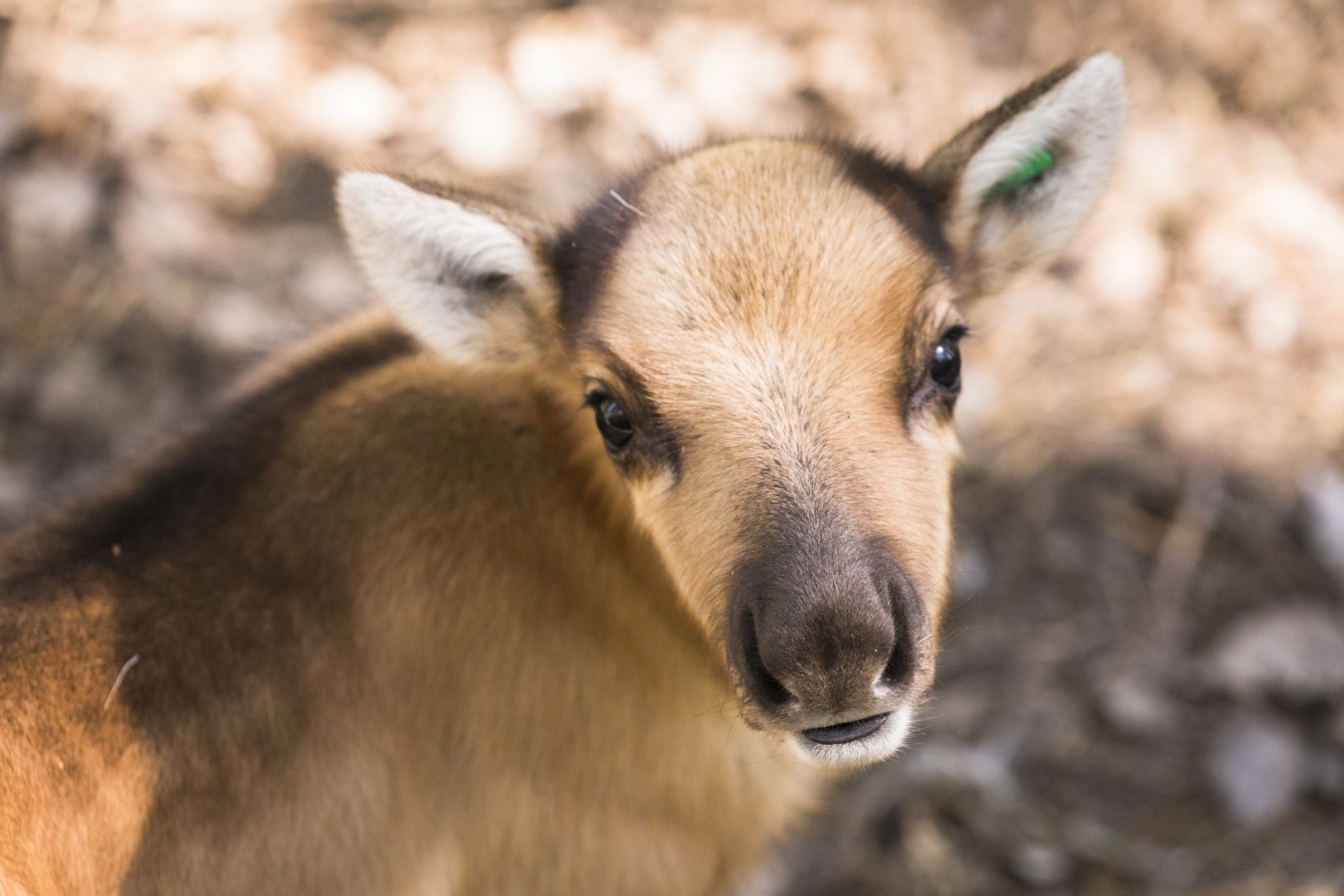 Wild Forest Reindeer - Ranua Resort