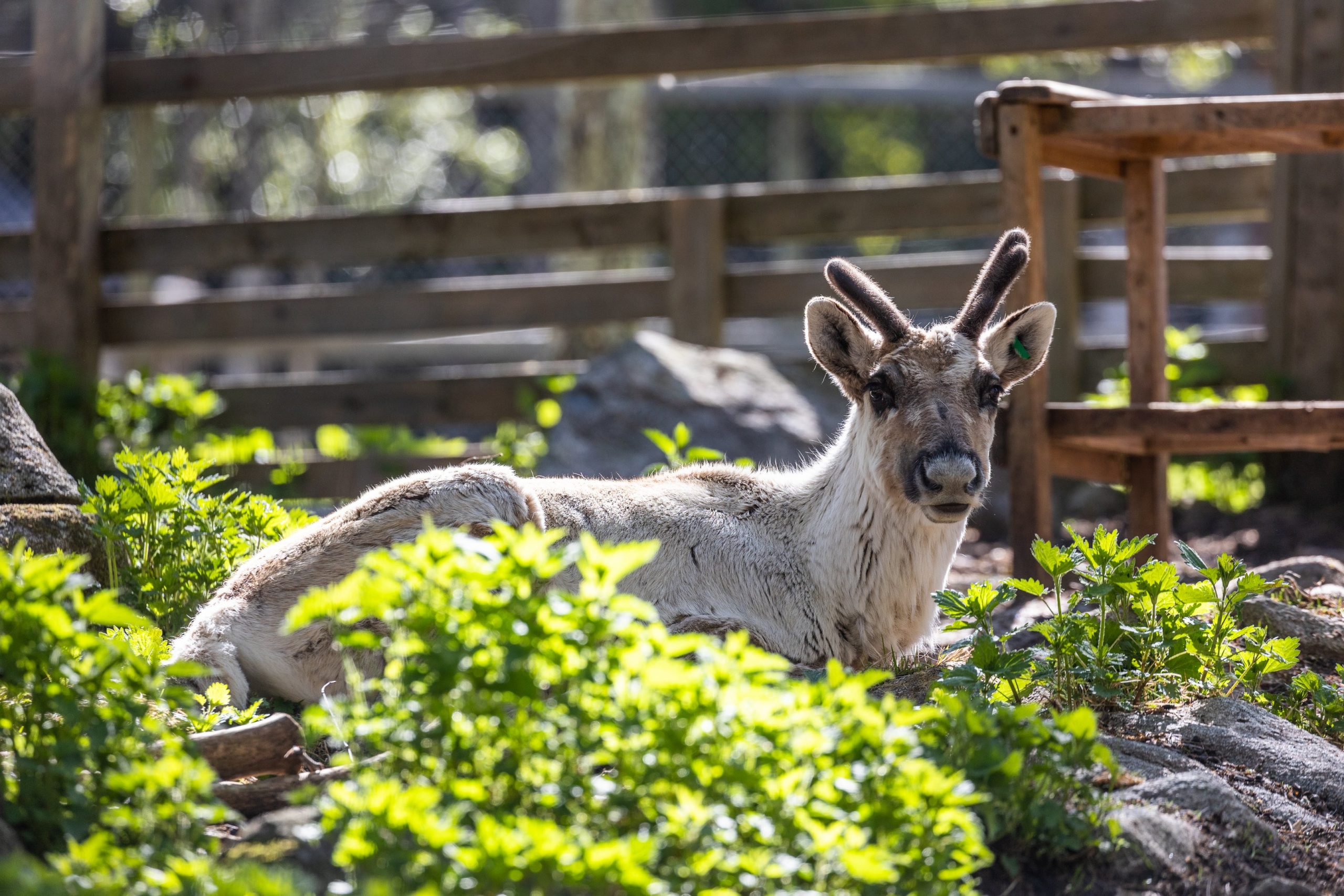 Wild Forest Reindeer - Ranua Resort