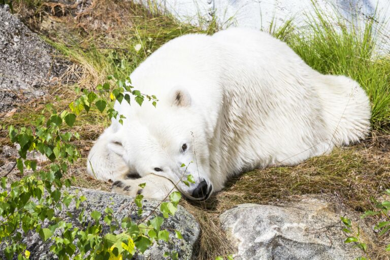 jääkarhu