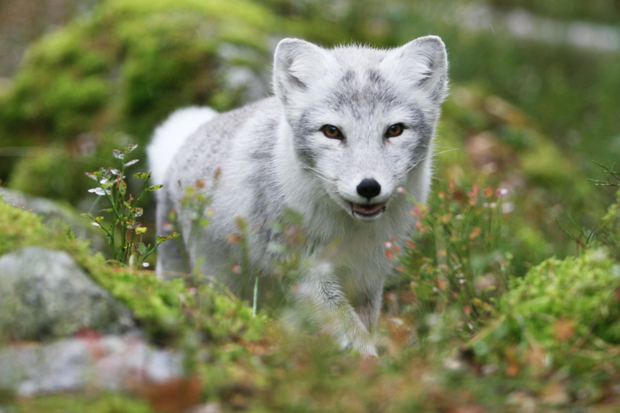 Arctic Fox walking towards a camera through the grass in the summer time.