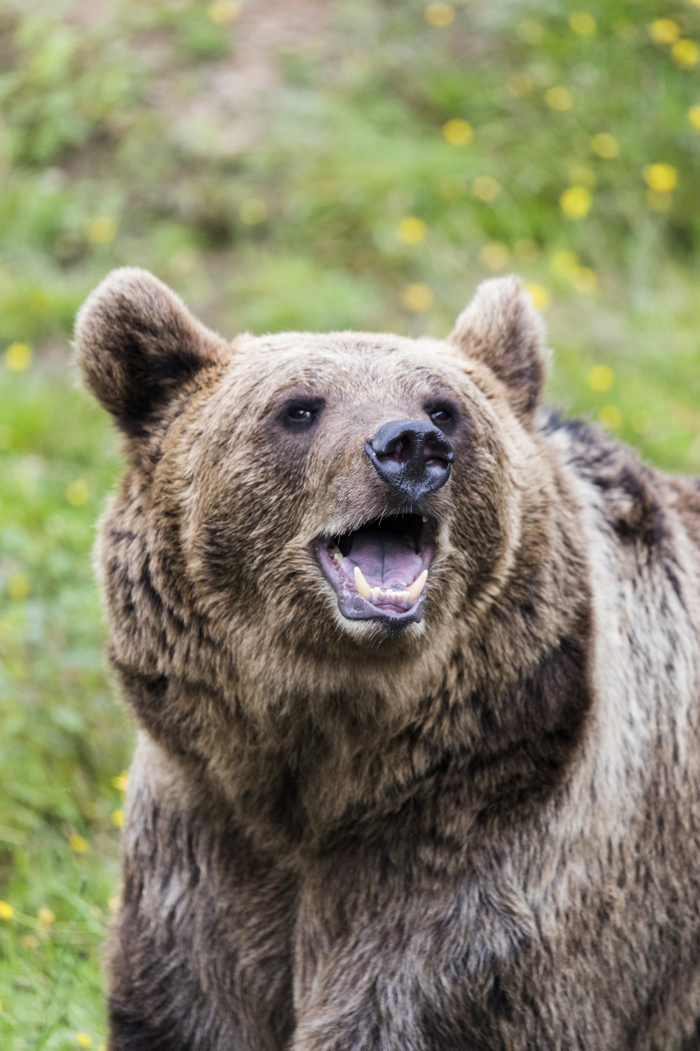 Close up of Brown Bear Malla smiling to the camera.