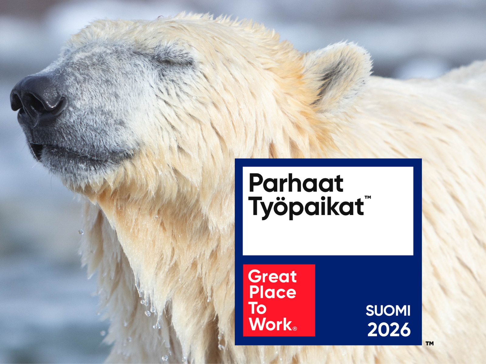Jääkarhun kuva ja sen edessä Great Place to Work parhaat työpaikat -tunnus.