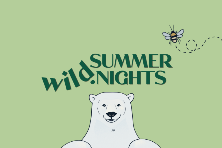 Wild summer nights logo and ian illustrated polar bear.