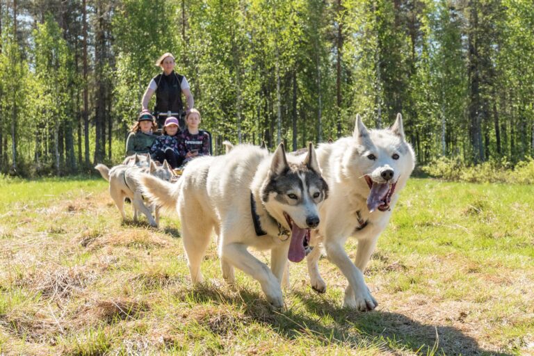 Summer Husky Exprience