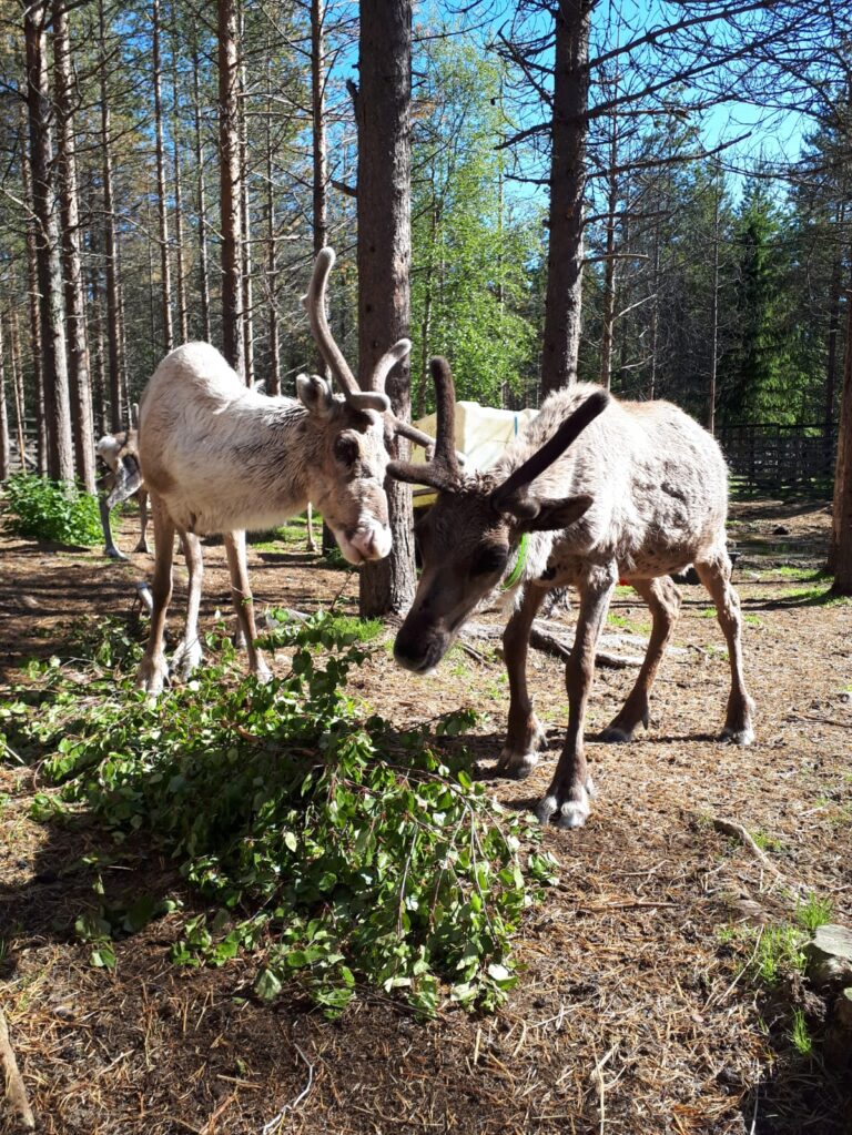 Reindeer farm